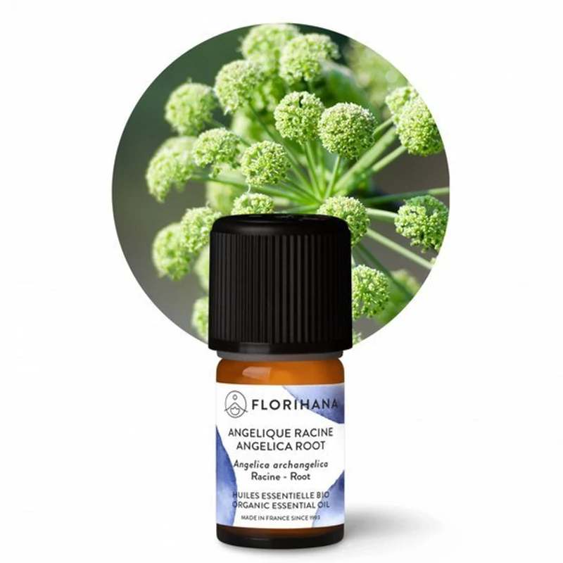 ANGYALGYÖKÉR / Angelica archangelica BIO 2 g
